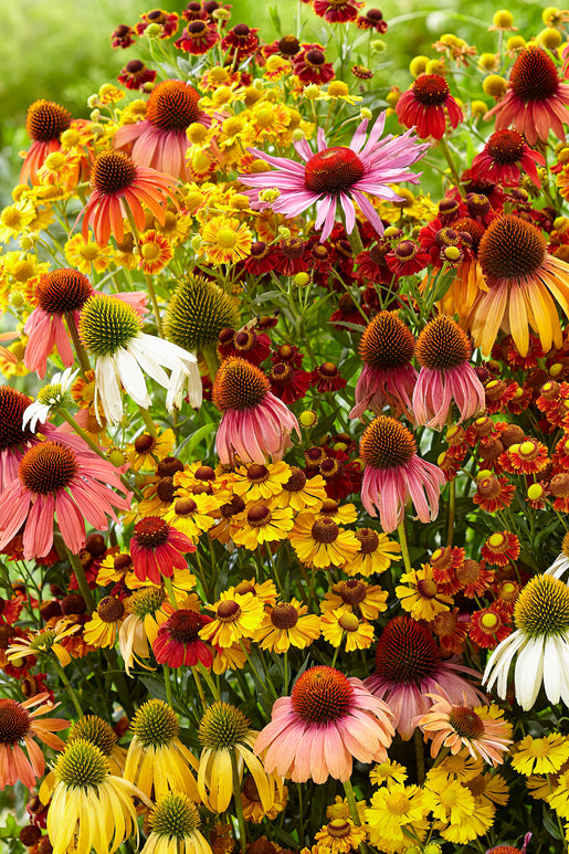 Buy Indian Summer Mix - Echinacea & Hellenium bare roots mix for spring planting with shipping to UK