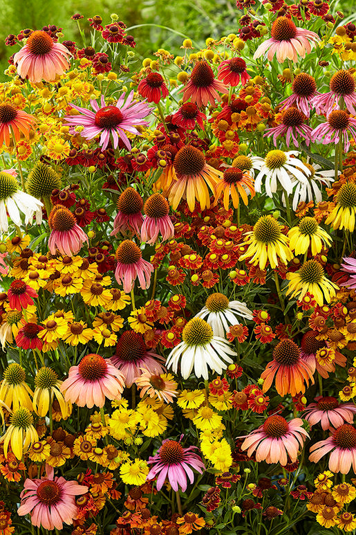 Indian Summer Mix - Echinacea & Hellenium bare roots mix for spring planting