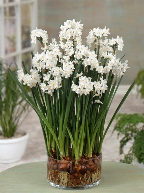 Indoor Narcissus for the Holidays, Paperwhite Narcissus Bulbs