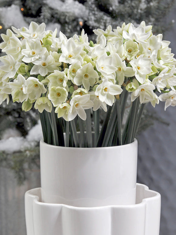 Indoor Narcissus for the Holidays, Paperwhite Narcissus Bulbs, Paperwhite Daffodils