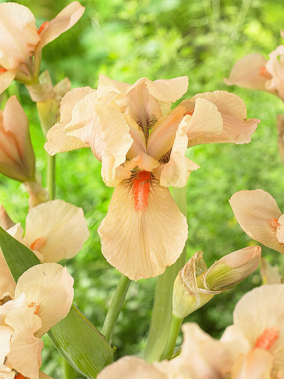 Iris Germanica Apricot Silk
