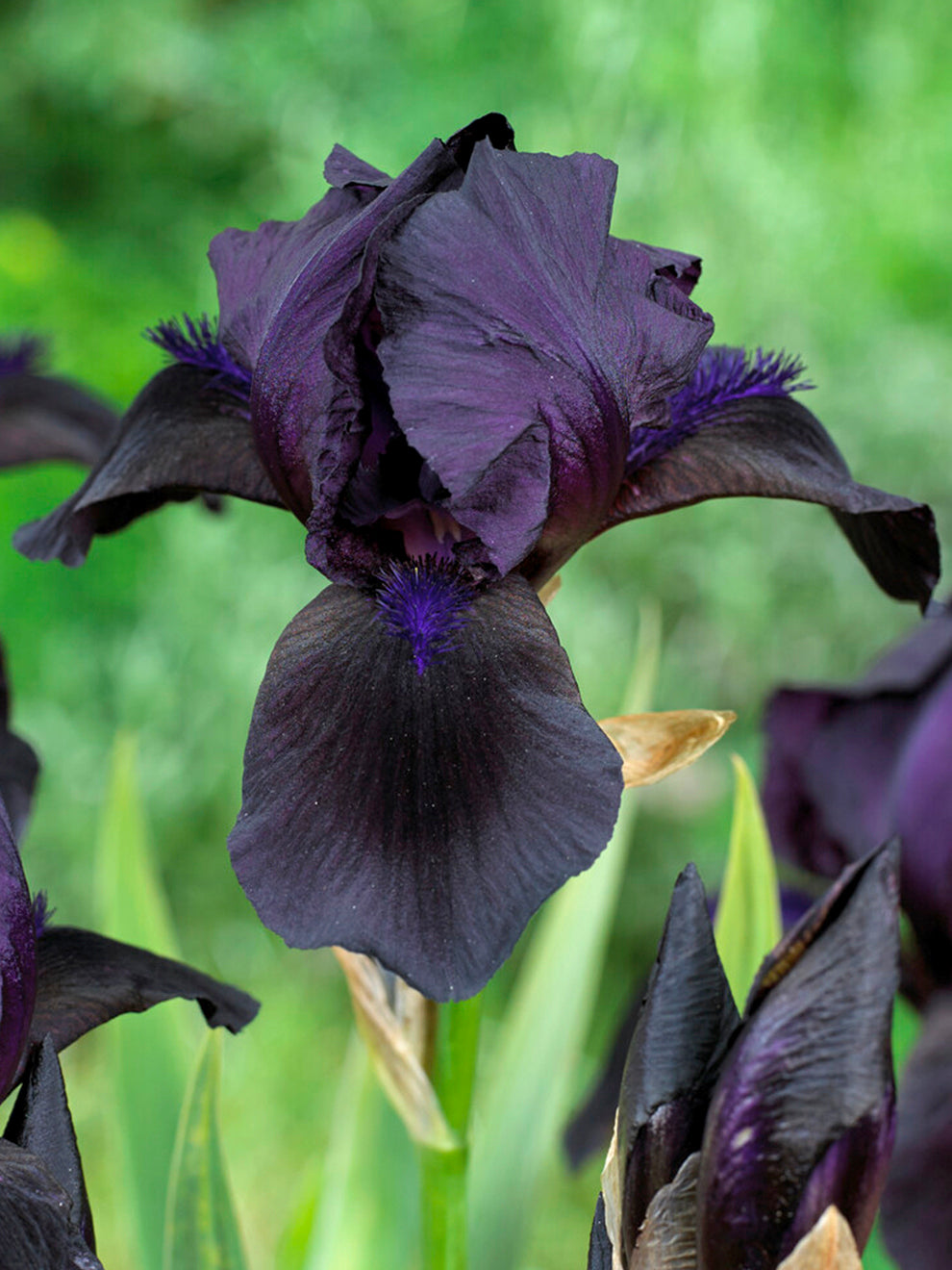 Bearded Iris 'Black Knight' | Iris Germanica | DutchGrown™ UK