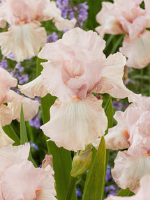 Bearded Iris Cherished