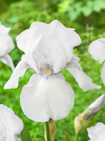 Bearded Iris English Cottage