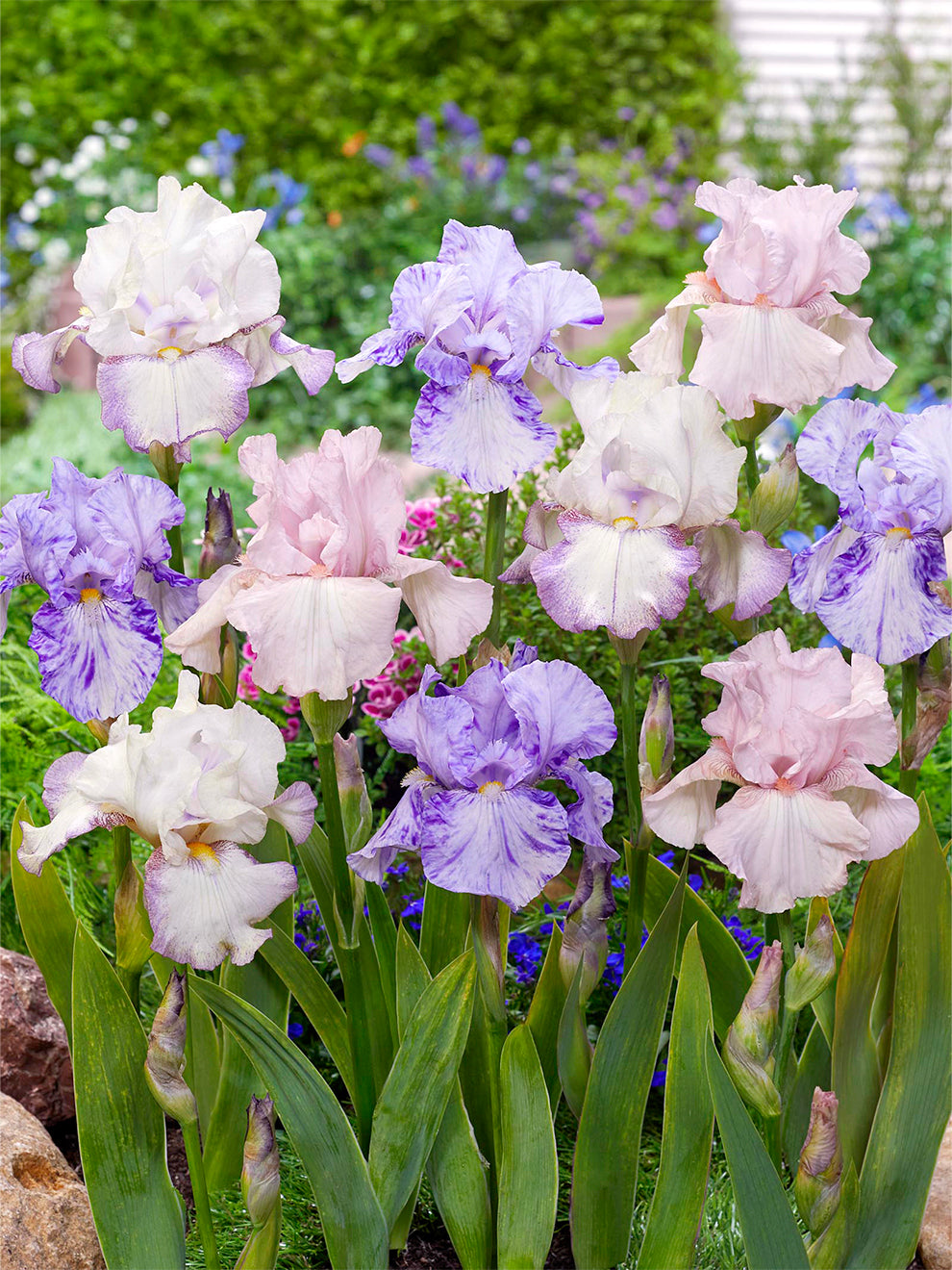 Bearded Iris Pastel Collection Bare Root Iris DutchGrown™ UK