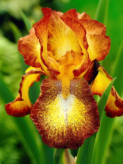 Iris Germanica Spreckles