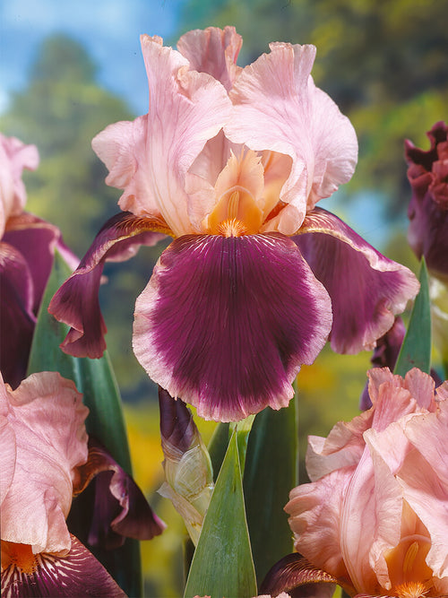 Iris Germanica Wine and Roses