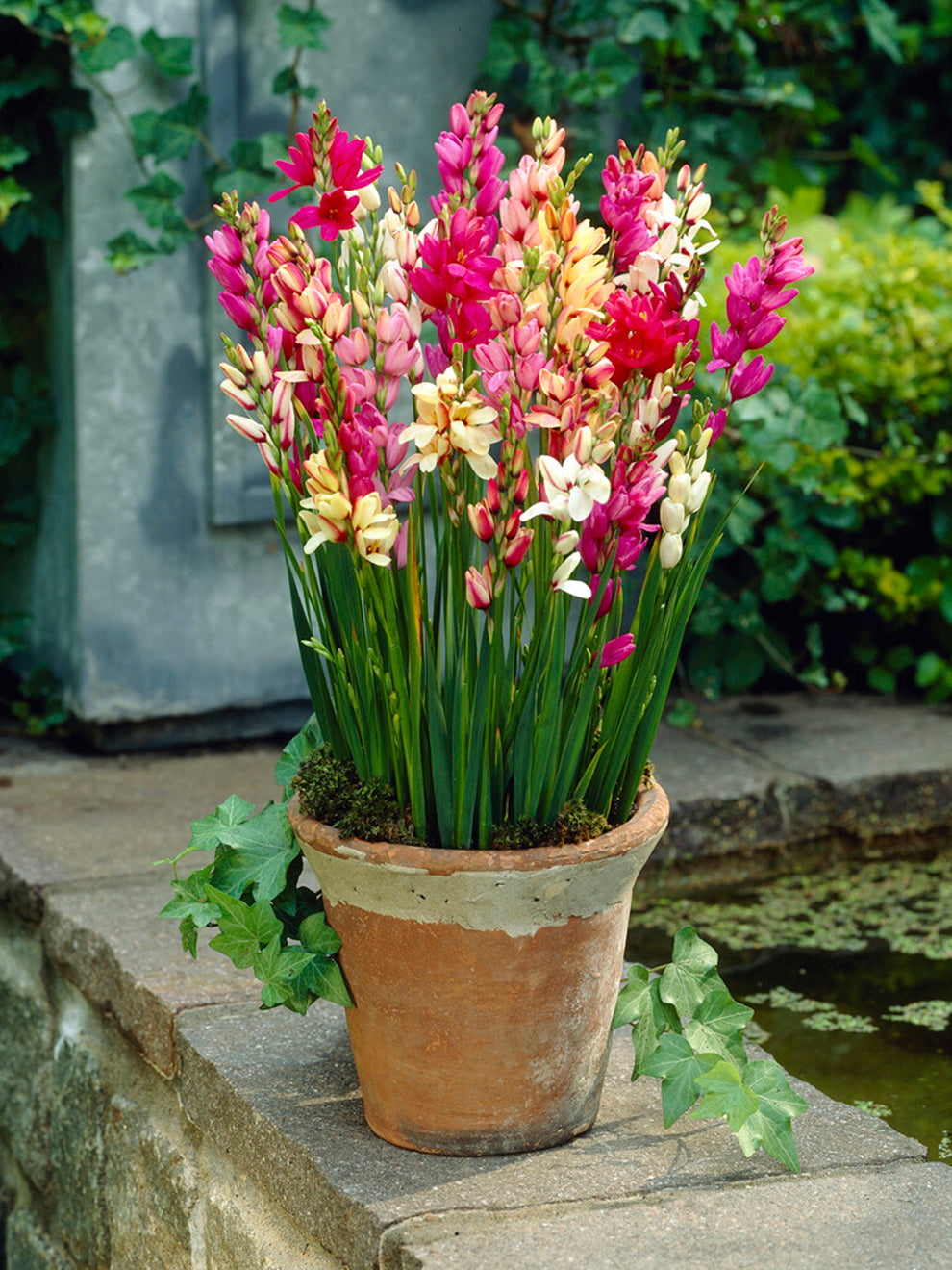 Ixia Ixias Bulbs Mixed (African Corn Lily) | DutchGrown™ - UK
