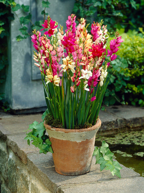 Ixia Bulbs