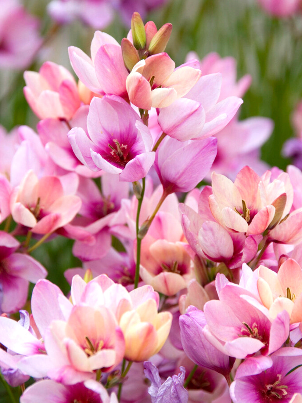 Pink spotlight bulbs deals