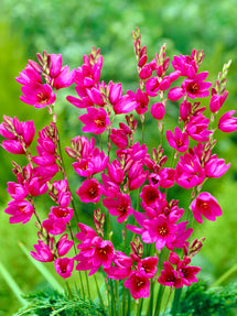 Ixia Purple