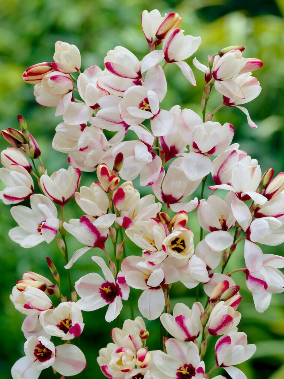 Ixia Color Ixia Spotlight - DutchGrown™ UK