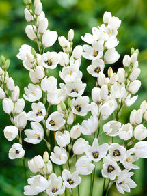 Ixia White