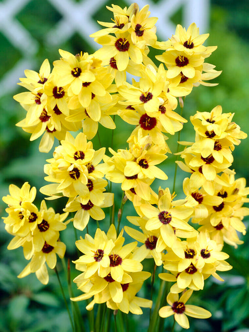 Ixia Yellow - Autmn Planted Flower Bulbs