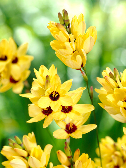 Ixia Yellow - Autmn Planted Flower Bulbs