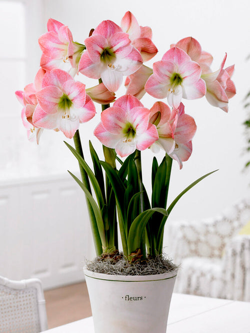 Amaryllis Bulbs Apple Blossom UK Shipping