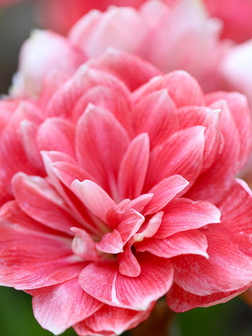 Double Amaryllis Double Dream - Pink shipping from Holland to the UK