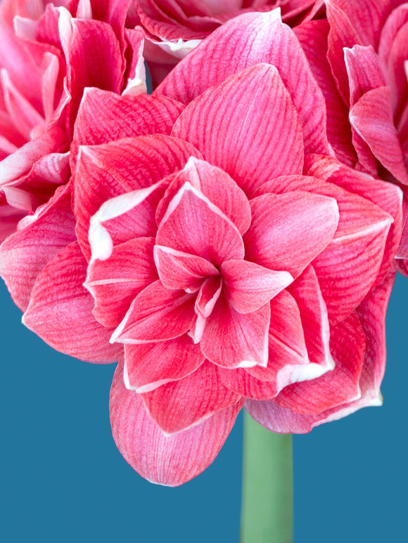 Double Amaryllis Double Dream - Pink shipping from Holland to the UK