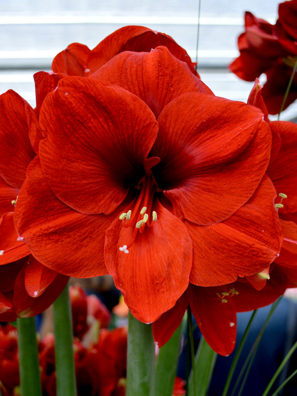 Red Amaryllis Ferarri Flower Bulbs