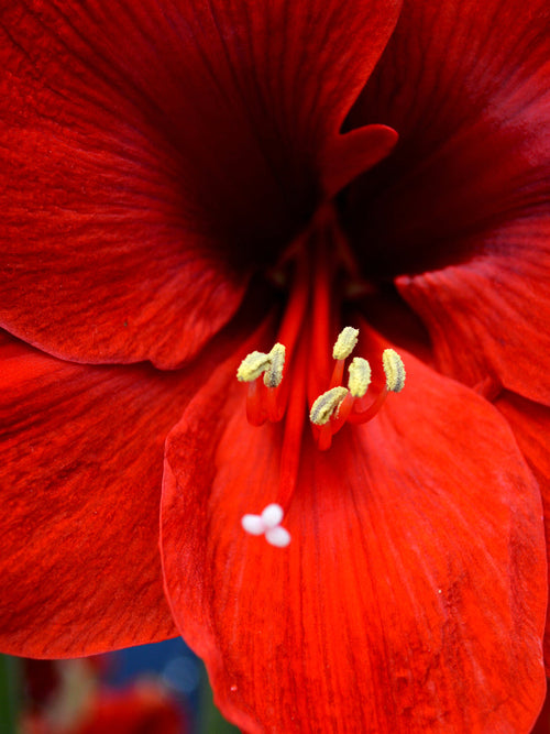 Amaryllis Ferarri Bulbs