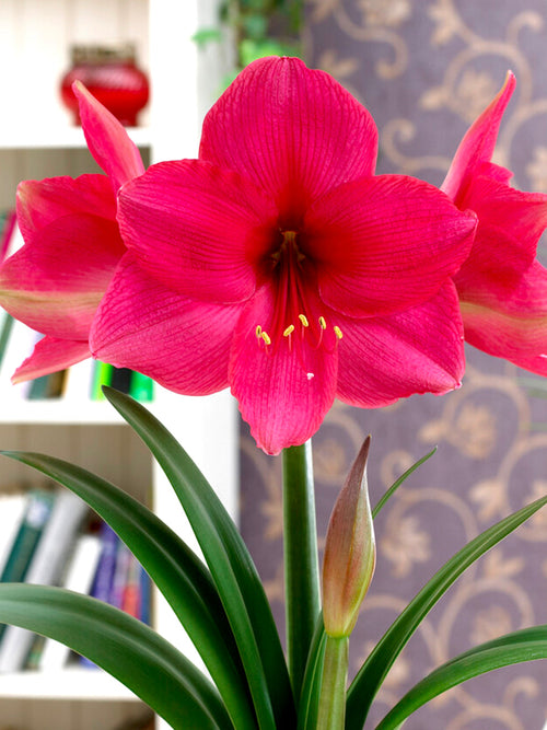 Jumbo Amaryllis Lagoon