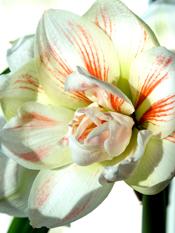 Double Amaryllis Nymph - Shipping from Holland to the UK