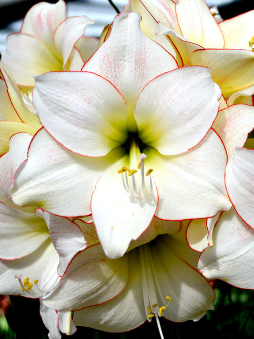 Amaryllis Bulbs UK Shipping Picotee Variety