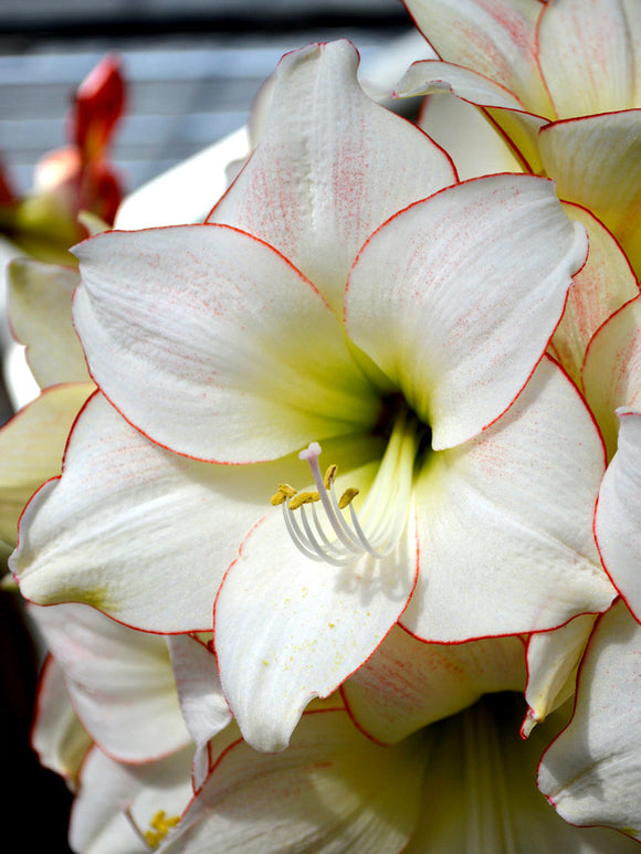 Amaryllis Bulbs Picotee