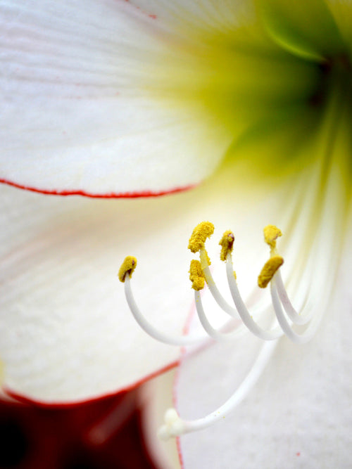 Amaryllis Picotee Flower Bulbs