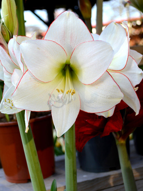 Jumbo Amaryllis Picotee