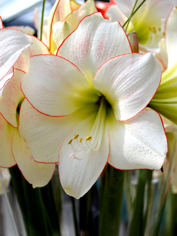 Jumbo Amaryllis Picotee Flower Bulbs