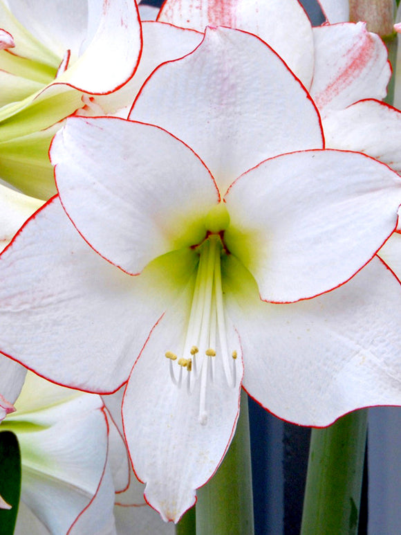 Amaryllis Picotee Flower Bulbs