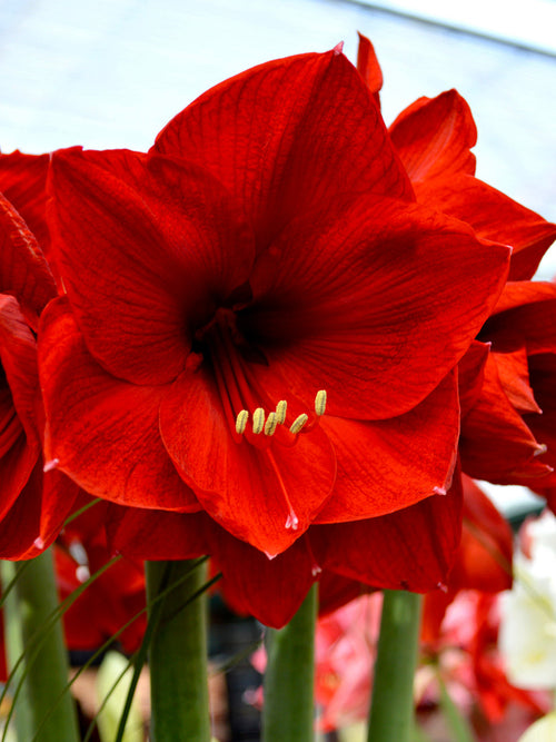 Jumbo Amaryllis Red Lion Flower Bulbs