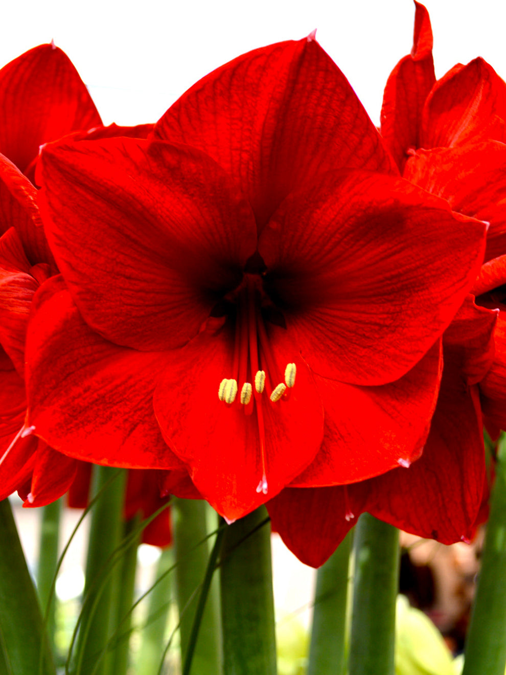 Jumbo Amaryllis Red Lion