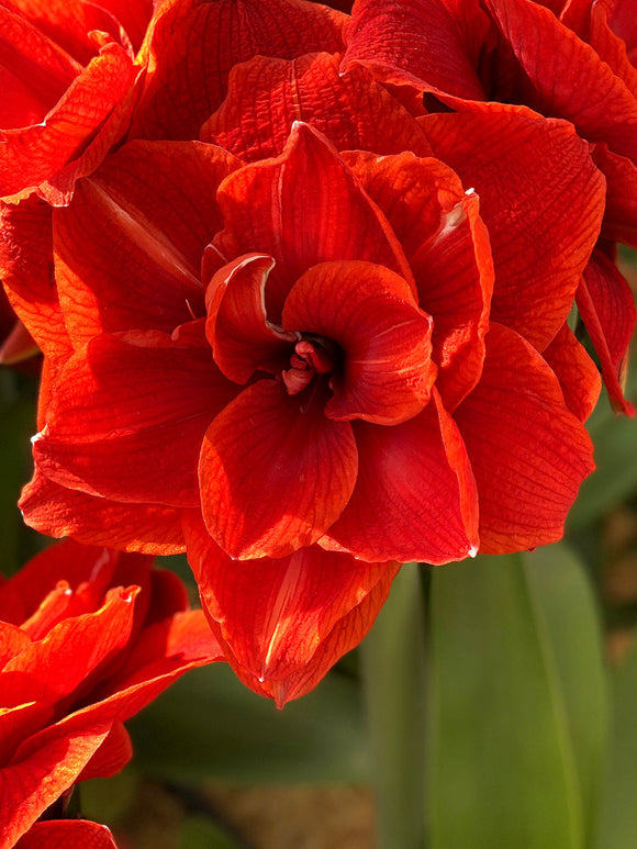 Amaryllis Red Nymph