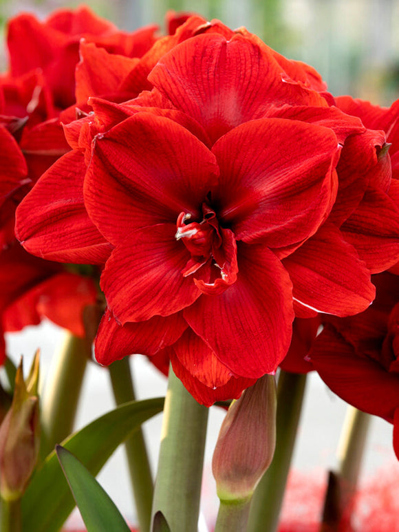 Amaryllis Red Nymph