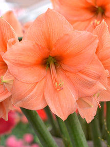 Jumbo Amaryllis Rilona