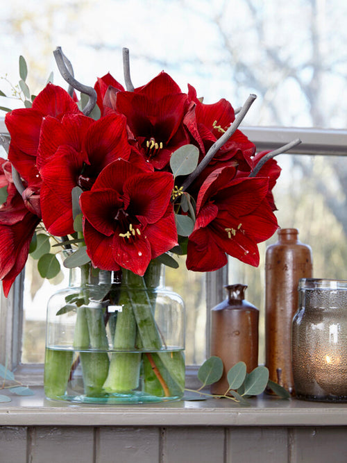 Amaryllis bulbs Royal Velvet Red