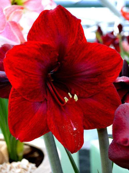 Amaryllis bulbs Royal Velvet Red