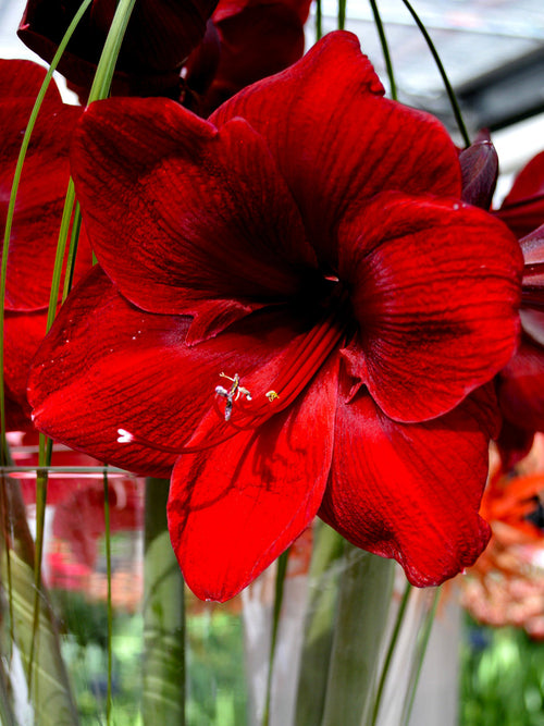 Buy Amaryllis Red Velvet Bulbs