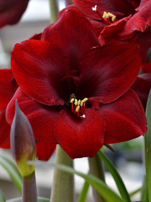 Jumbo Amaryllis Royal Velvet shipping UK