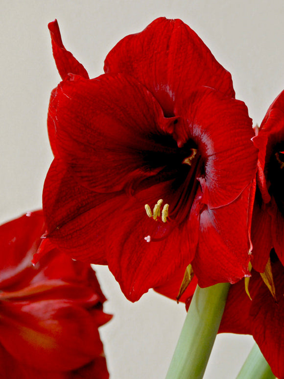 Jumbo Amaryllis Royal Velvet Flower Bulbs