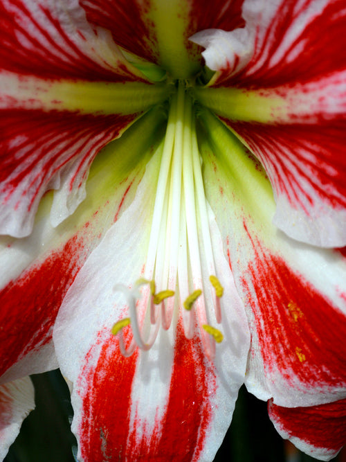 Jumbo Amaryllis Spartacus Bulbs