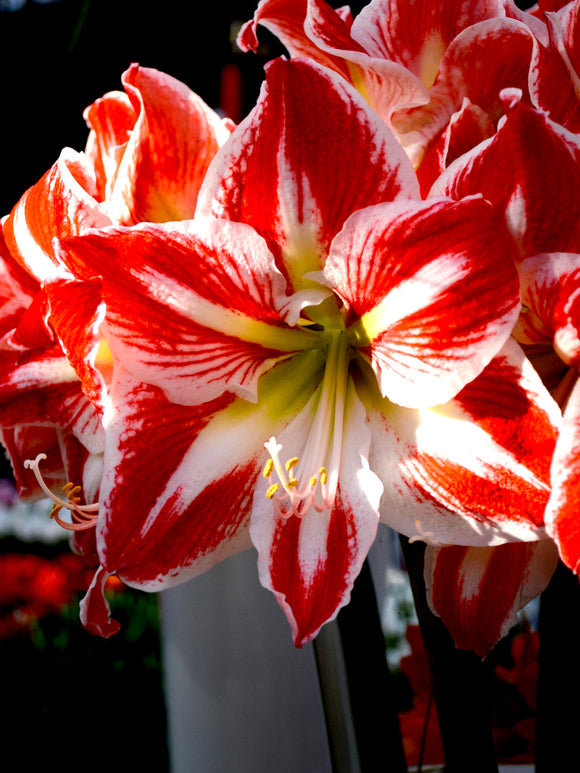 Amaryllis Spartacus Bulbs