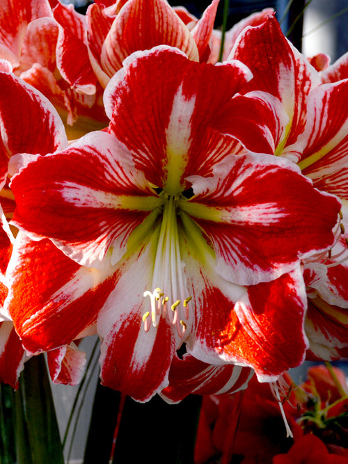 Red and white amaryllis bulbs
