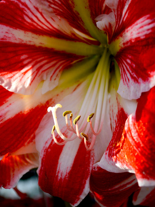 Jumbo Red and White Amaryllis Bulbs
