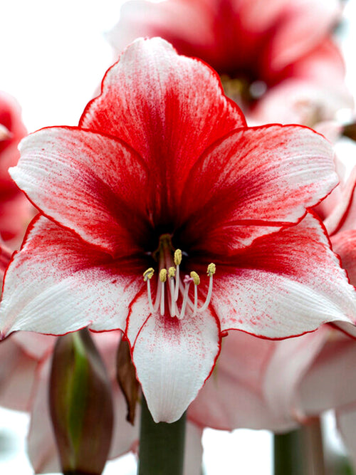 Jumbo Amaryllis Temptation