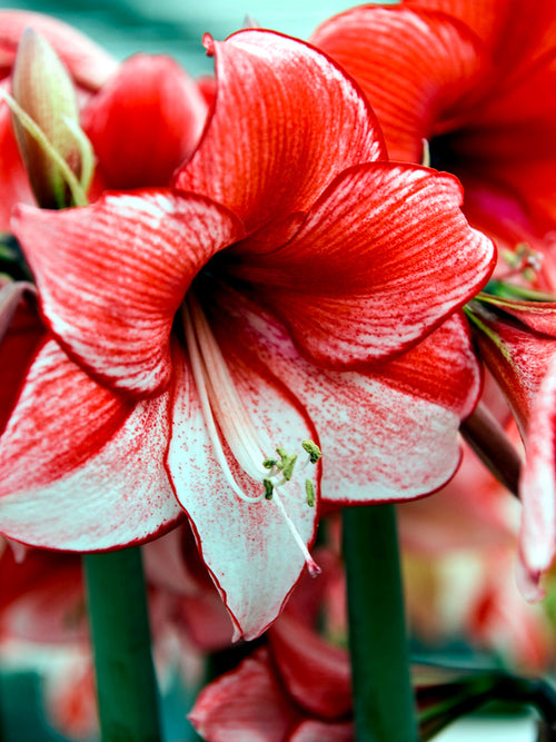 Jumbo Amaryllis Temptation Bulbs