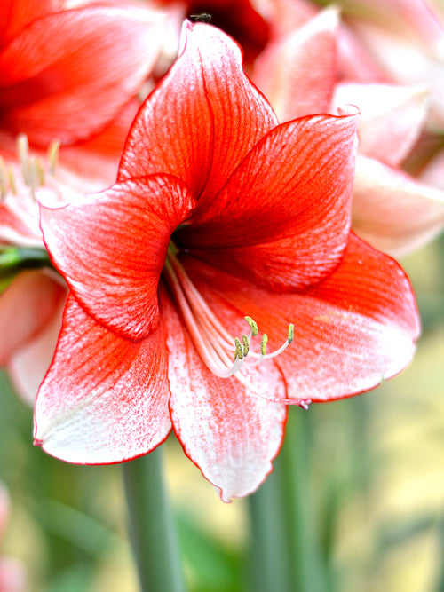 Buy Flower bulbs Jumbo Amaryllis Temptation