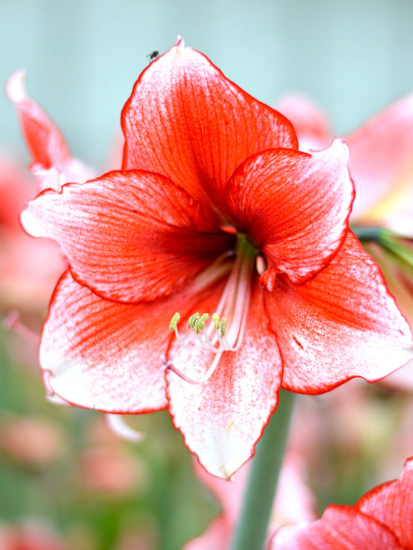 Jumbo Amaryllis Temptation UK Delivery